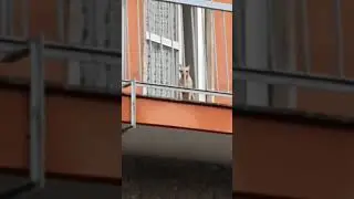 Little Dog - High-Pitch Voice 🔉↗️🐕