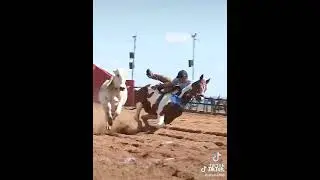 vaquejada