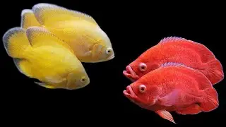 Types of Oscar fish