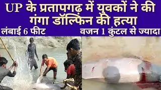 PRATAPGARH | Nawabganj | kothariya village | Sharda canal | Ganga Dolphin | Ganga river | killing |