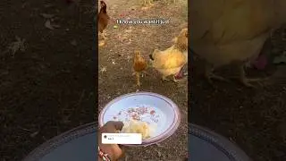 I SWEAR THESE ANIMALS ARE CHILDREN IN THEIR PAST LIFE