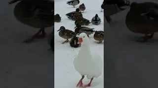 Зимняя прогулка
