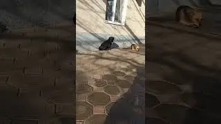собачка Милка обиделась на хозяина #shorts #dog #mydog #offended #шортс #рекомендации #собака #топ