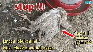 Penyebab Banyak Ayam Yang Mati