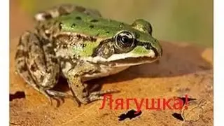Поймал лягушку!
