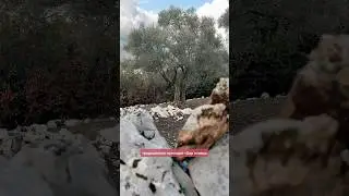 Как выглядит традиционный сбор оливок для оливкового масла в Черногории #черногория #оливковоемасло