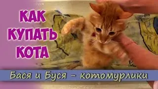 КАК КУПАТЬ КОТА. Первое Купание.