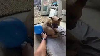 When you have a gassy dog 💨 #dog #frenchies #frenchbulldog