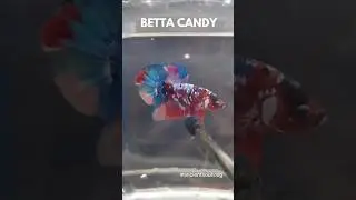 BETTA CANDY GALAXY #fish #shorts #ikanlaga #bettafish #aquarium #fishtank #breeding #repost #vlog