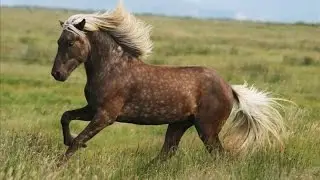 Amazing Horse - Icelandic Horses