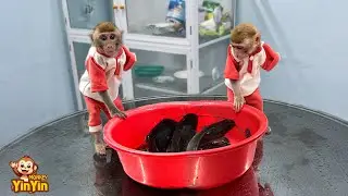 Monkey Yinyin helps mom keep the fish for her to grill