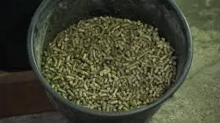 Pelletizing flax straw using the GU-15 pellet mill