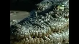 Animal Planet al Extremo - Asesinos