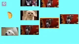 Cats Meowing RAINING TACOS