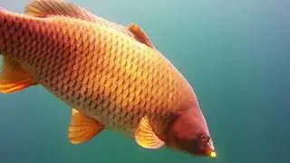 FISHING IN LAKE PRESPA