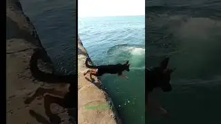 ‼️🌊БЕССТРАШНЫЙ щенок Немецкой овчарки Князь. 4 месяца. Одесса 2024