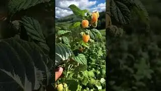 fresh wild fruit, which may not be too sweet❤ fruit video🔥Fruit Unzip Video#fruits