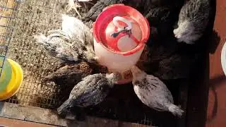 Chickens are 3 and 4 weeks old. How are we growing? What are we eating?