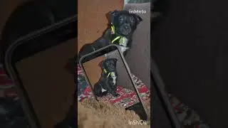 Помогите Моте стать здоровой и обрести семью!!! 🆘🆘🆘🆘🆘🙏🙏🙏
