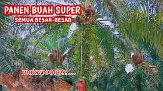 PANEN SAWIT BUAH SUPER || PAKAI EGREK TAJAM  MAKNYUUUSSSS 86