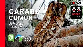 🔴DIRECTO Cárabo común 🦉 [Doble cámara] 🔴LIVE Tawny Owls in Spain 🦉. Toledo, Castilla-La Mancha.