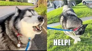 Husky Needed HELP! Talking To Dogs On a Walk!