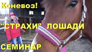 Лошадь не грузится в коневоз? Причины. Как 