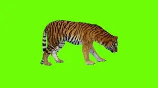 Tiger Eating Green Screen Video | Green Screen Background Video