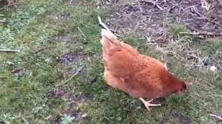 My Friendly Pet Chickens
