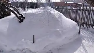 Важно! Розы в сугробах. Вредные советы.