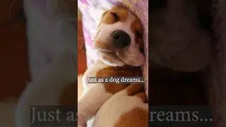 Octopus dream