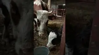 1 час после отела.