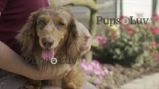 Take a tour of PupsLuv's beautiful Dachshund and Pekingese moms and dads.
