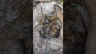A gray-eyed mouse in a gray bonnet warms its little mice in a cold hole.