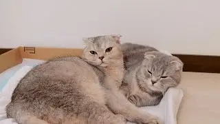 The family-oriented kitten family was too precious.