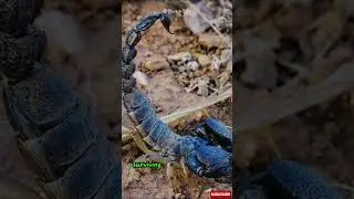 Scorpiones: The Deadliest Predators You Never Knew About 