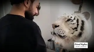White Tiger - Faux Taxidermy