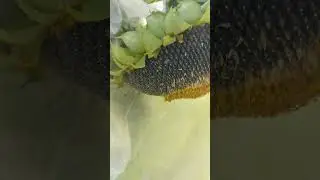 Последний герой!