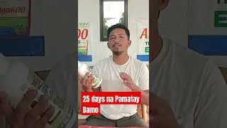 21 days na Pamatay Damo | Postmaster Herbicide #farming #agriculture #herbicide