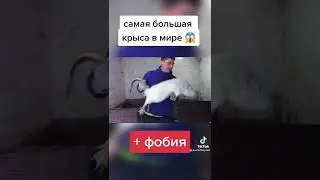 ӘЛЕМДЕГІ ЕҢ ҮЛКЕН ТЫШҚАН ТАБЫЛДЫ. МЫСЫҚТЫ ЖЕЙДІ..😱😱😱😱