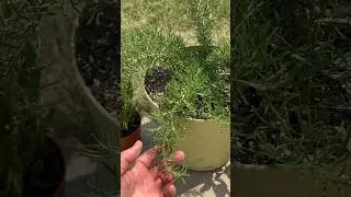 Have you ever grown this type of rosemary? #vegetablegardening #gardening #herbs