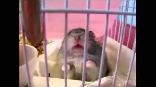 THE ANGRY HAMSTER SCREAMS IN ANGER! [Green Elephant] 🐹 | Funny communication of a hamster!