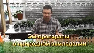 Эм препараты в природном земледелии