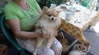 кормление своры