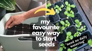GROWING VEGETABLES FROM SEED FOR BEGINNERS | My favourite easy way to start!