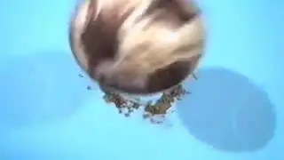 ВЕТЕК СИЛ