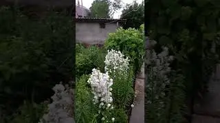 к нам наконец пришел дождик.ура.