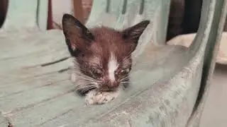 Heartwarming Rescue: Saving a Lonely Kitten Left on the Street