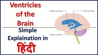 Brain Ventricles - Ventricular System of the Brain in HIndi | Bhushan Science