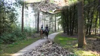 De Veluwe 4